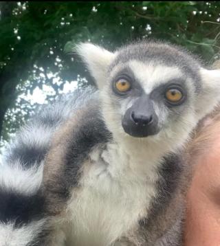 Photo of a lemur